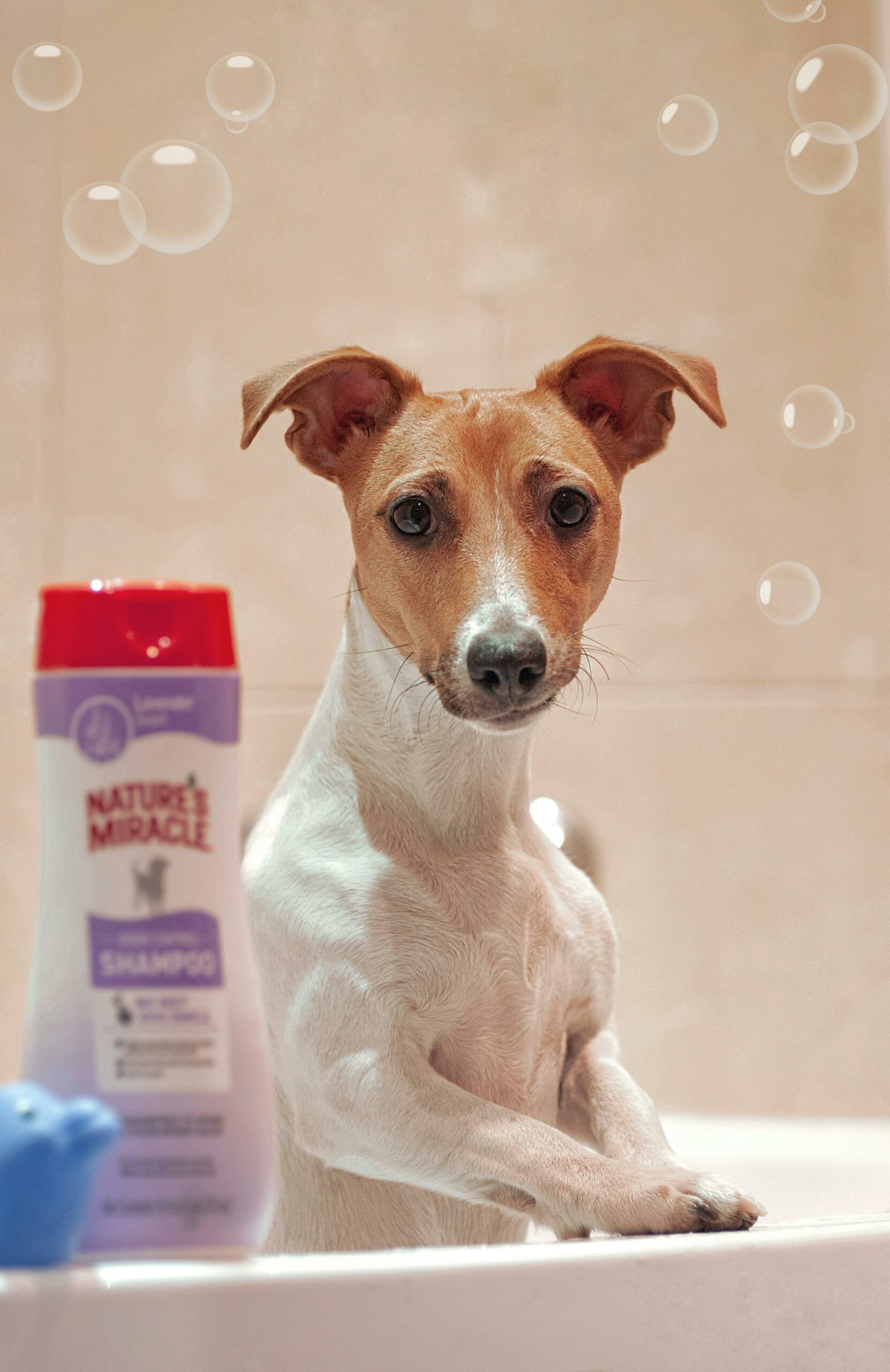 Find den bedste hundeshampoo til din firbenede ven
